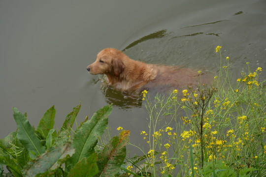 金毛尋回犬 游泳