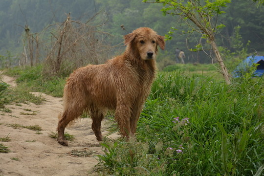 金毛尋回犬 游泳