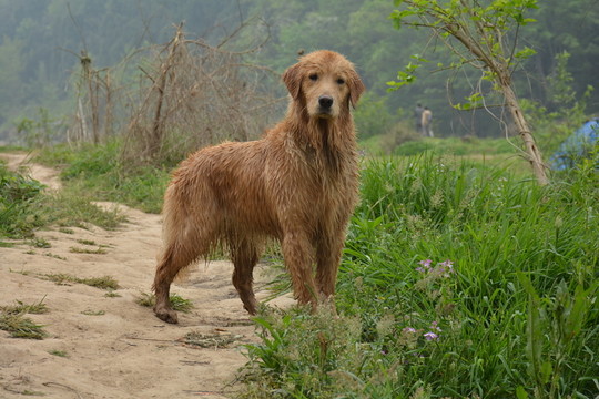 金毛尋回犬 游泳