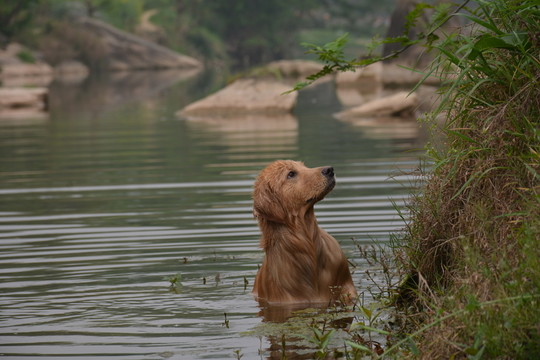 金毛尋回犬