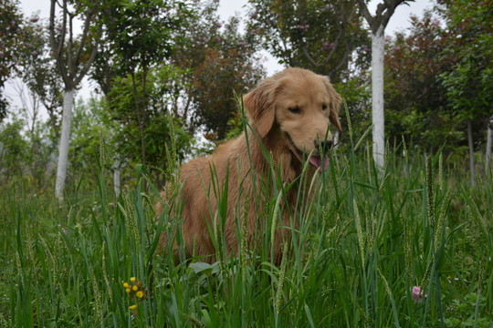 金毛尋回犬