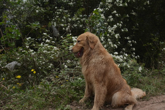 金毛尋回犬