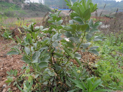 蠶豆苗