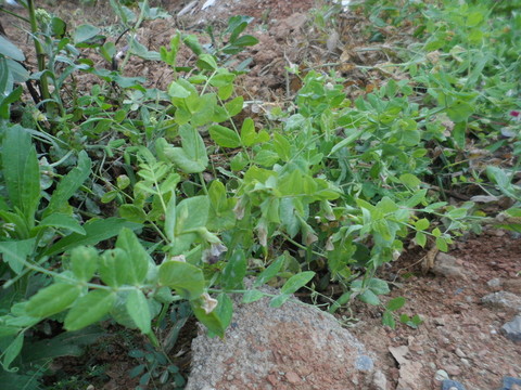 豌豆結(jié)果