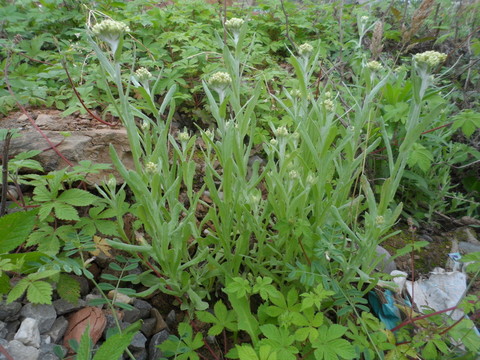 艾草