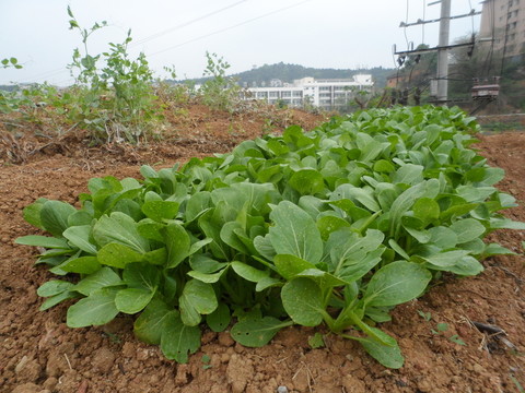 蔬菜地