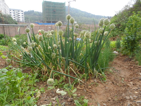 開花大蔥
