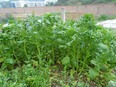 青菜