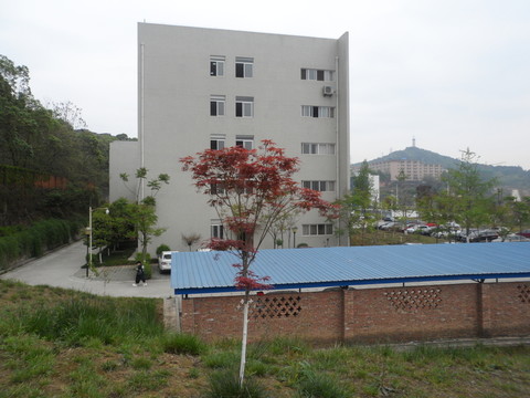 楓樹