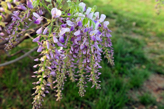 紫藤花