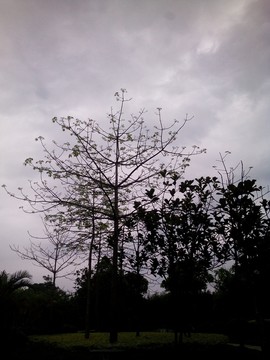 天空與樹林