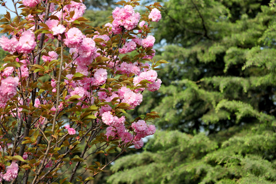 櫻花園