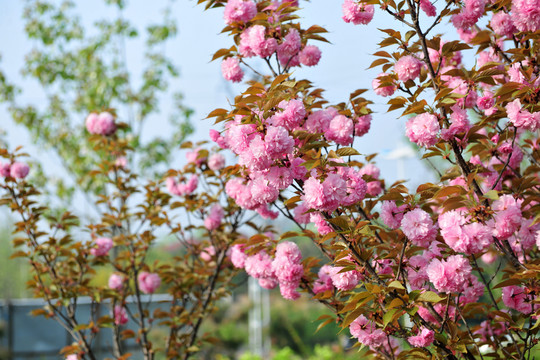 櫻花園