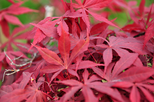 紅葉  楓樹葉