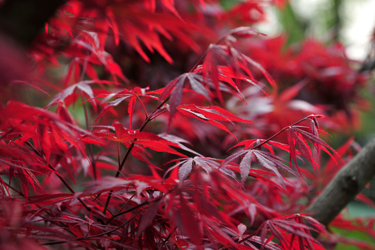 紅楓  紅葉