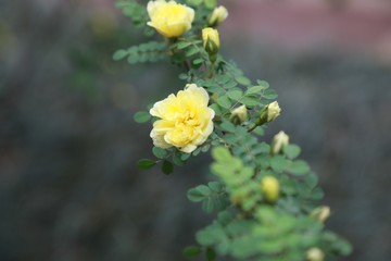 黃花
