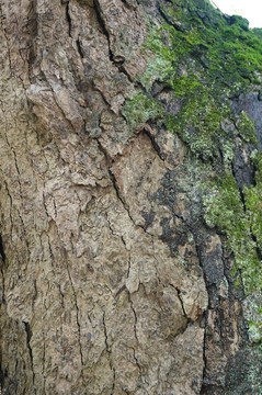樹皮