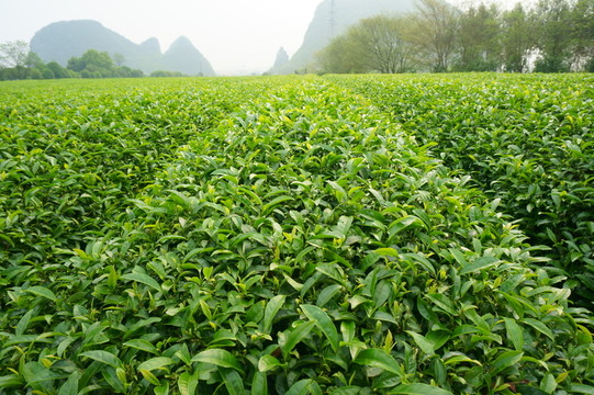 茶田
