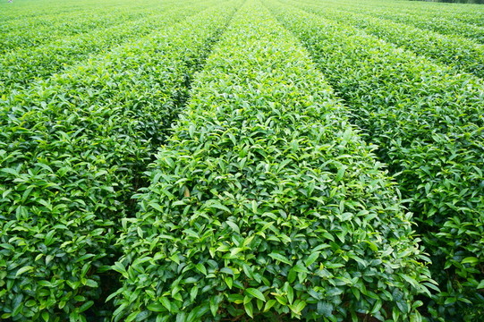 茶田