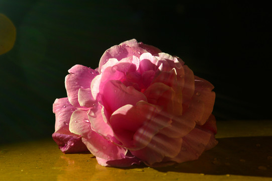 玫瑰花