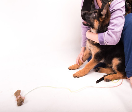 主人懷里的小德國牧羊犬