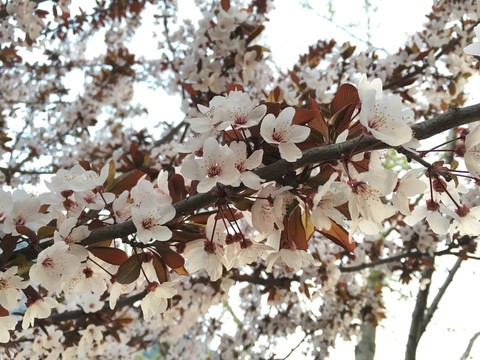春天白色花素材