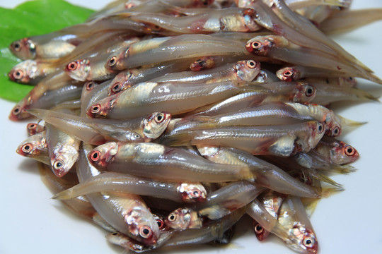 野生小魚(yú)