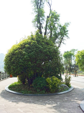 綠色植物