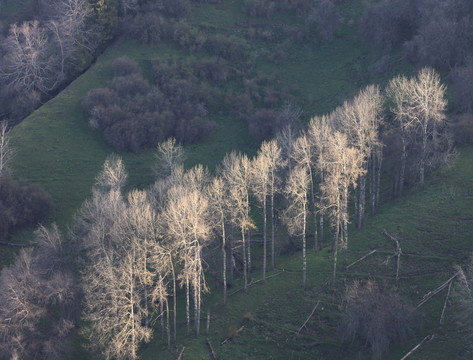 山林