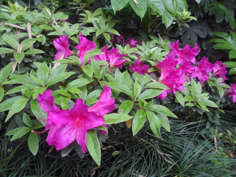 紅花