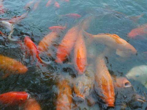 金魚素材