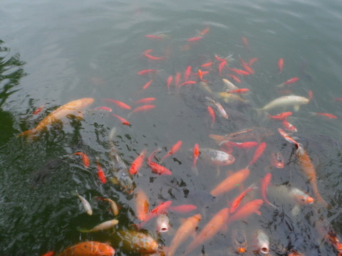 一群金魚(yú)