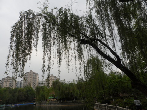 柳樹