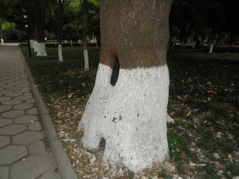 樹洞