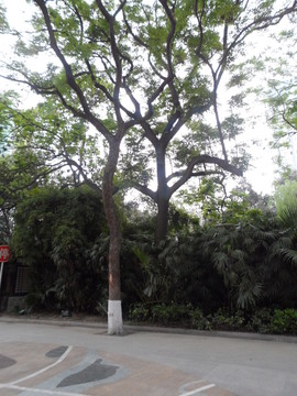 樹林
