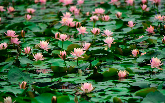 蓮花池