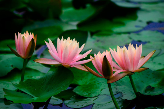 四朵蓮花