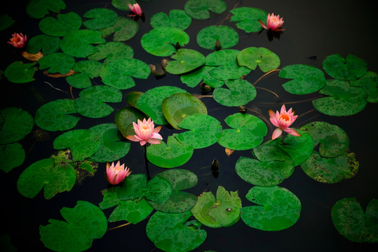 蓮花池