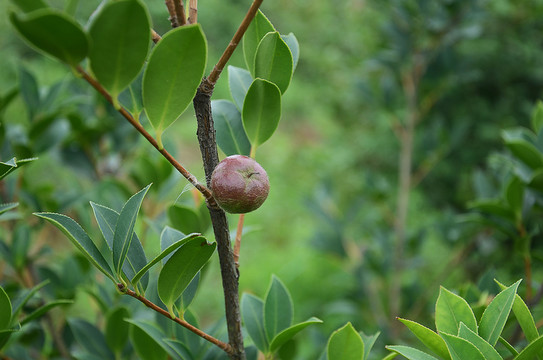 茶籽油樹(shù)