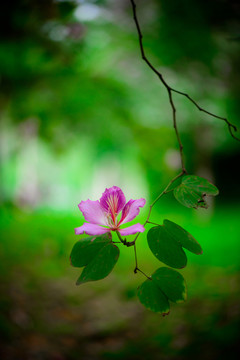 紫荊花 豎幅