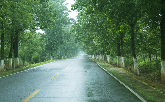 雨后兩邊有楊樹的柏油路