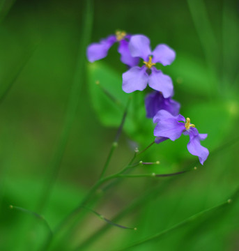 紫色小花