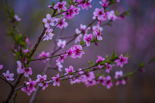 桃花