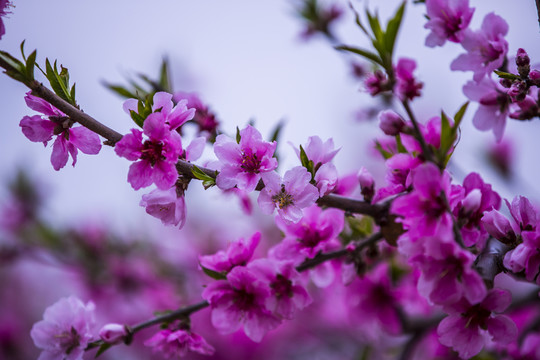 桃花