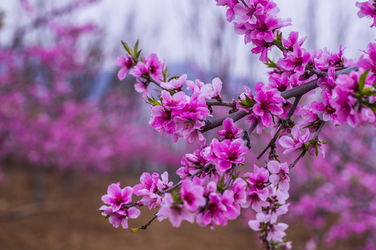 桃花
