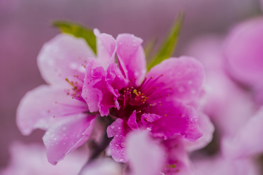 桃花特寫