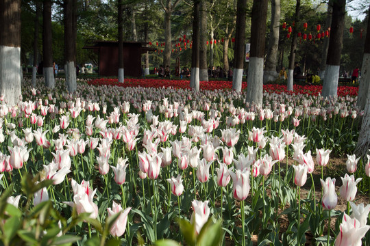 興慶公園 郁金香