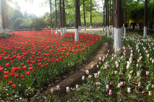 興慶公園 郁金香