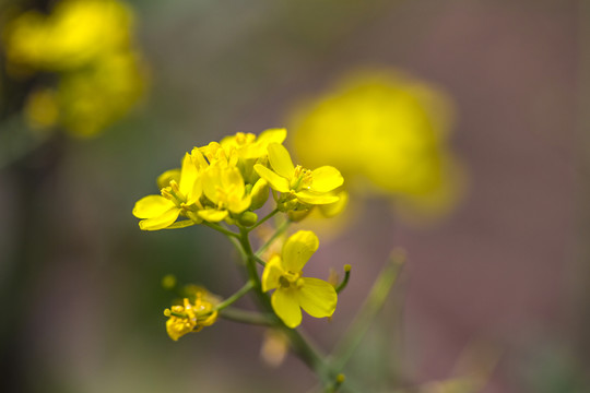 油菜花特寫