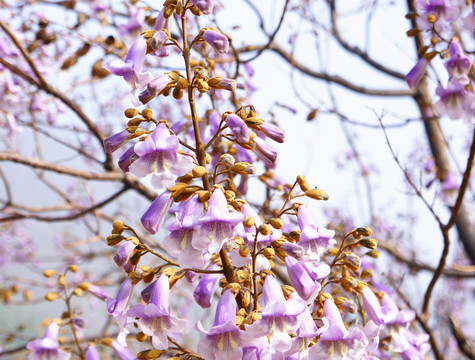 梧桐花
